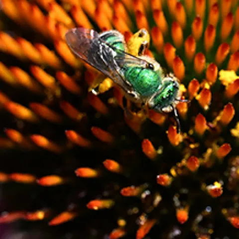 Metallic green sweat bee on a purple coneflower. (Photo by Kathy Keatley Garvey)
