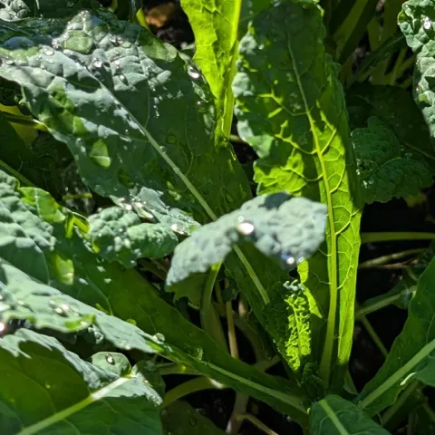kale growing in Sonoma County home garden