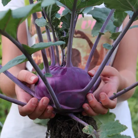 home gardening tips for kohlrabi