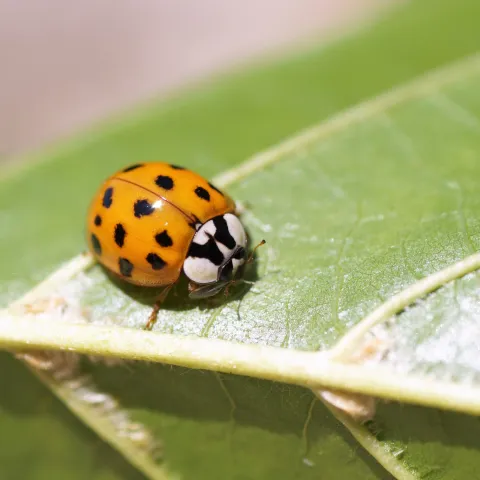 Orange colored lady beetle perched on a green leaf.