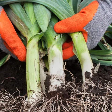 Growing leeks in the garden