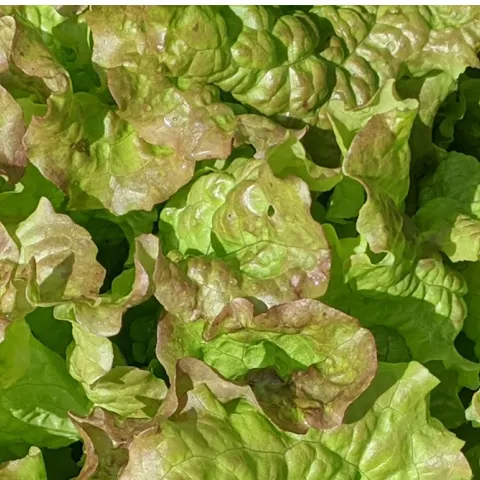 lettuce growing in Sonoma County home garden