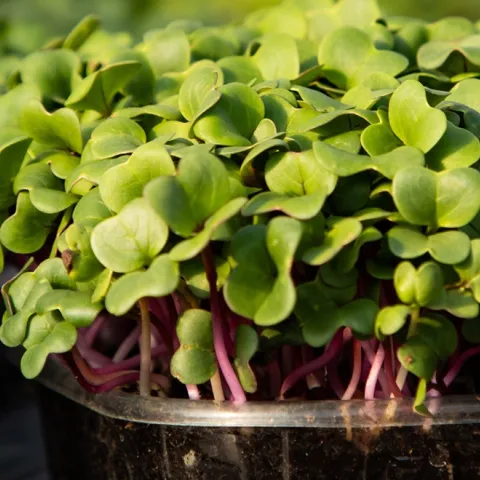 tips for growing microgreens