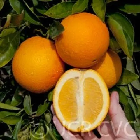 Navel orange