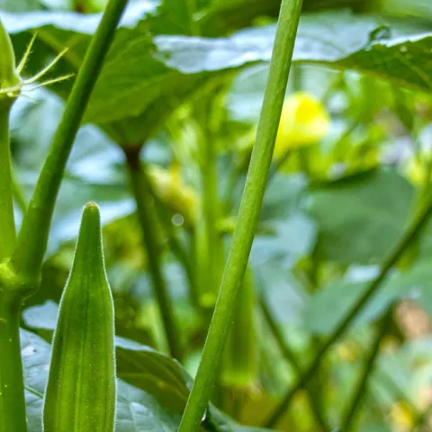 growing okra in Sonoma County