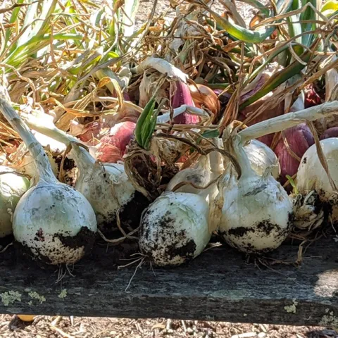 growing onions in Sonoma County