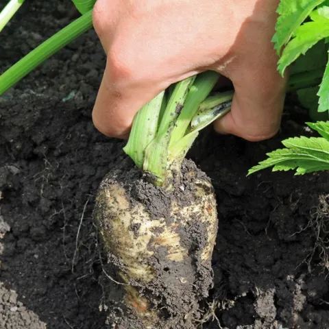 growing parsnips in Sonoma County