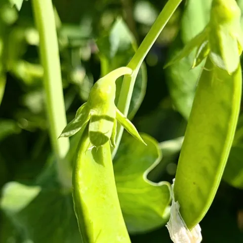 Home gardening advice for growing peas in Sonoma County