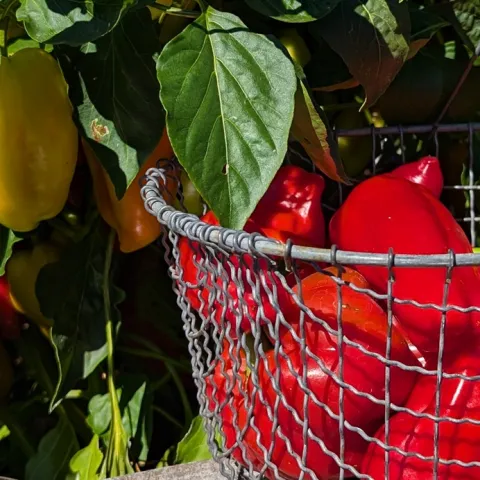 Expert tips for growing peppers in Sonoma County