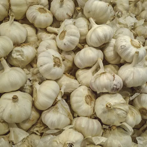 Many white garlic bulbs stacked together