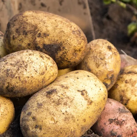 how to grow potatoes in Sonoma County