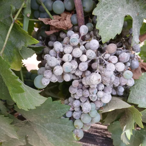 Clusters of purple grapes with powdery mildew