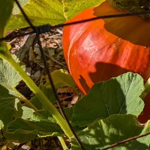 Learn how to grow your own pumpkins