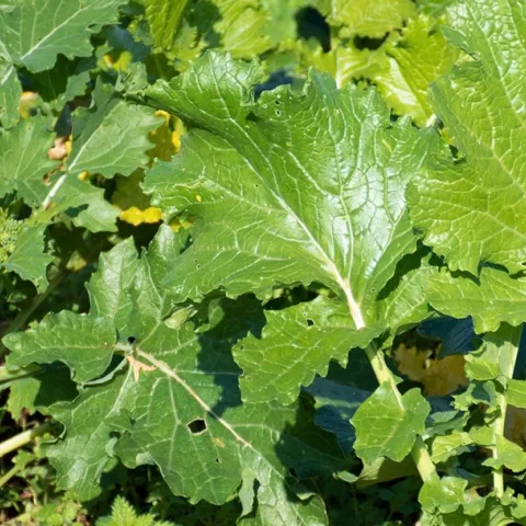 growing rapini broccoli raab