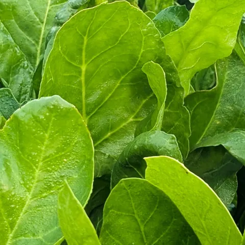 growing spinach in Sonoma County gardens