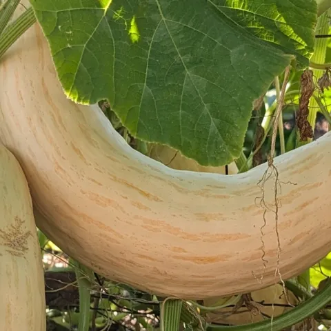 winter squash growing advice for Sonoma County gardeners