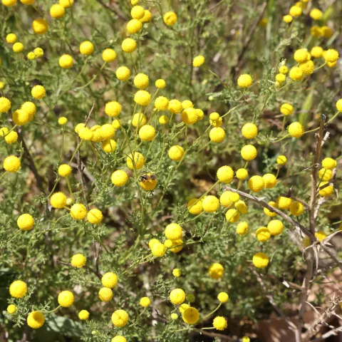 Dense plant with dark green dissected leaves with small spherical, yellow flower heads without petals and appearing in dense uniform clusters.