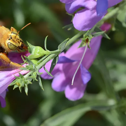 Male Valley carpenter bee, Xylocopa sonorina, robbing nectar from penstemon at UC Davis Bee Haven.