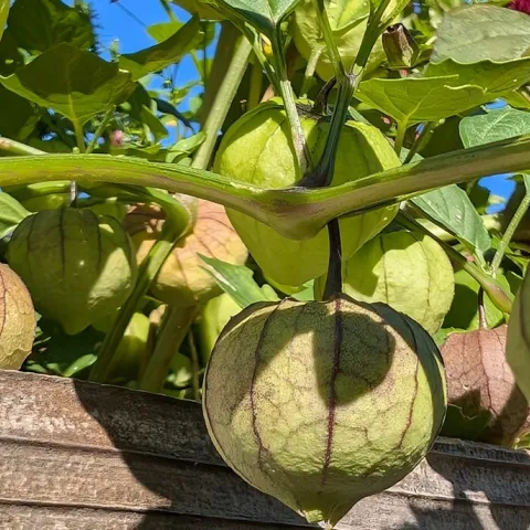 growing tomatillos in Sonoma County home gardens