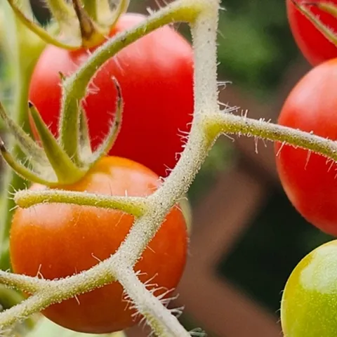growing cherry tomatoes in Sonoma County