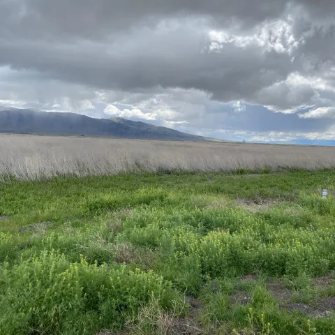 Scenic shot showing cloudy sky with rain in the distance. Green weeds and dry grass in the foreground with mountains in the distance. 