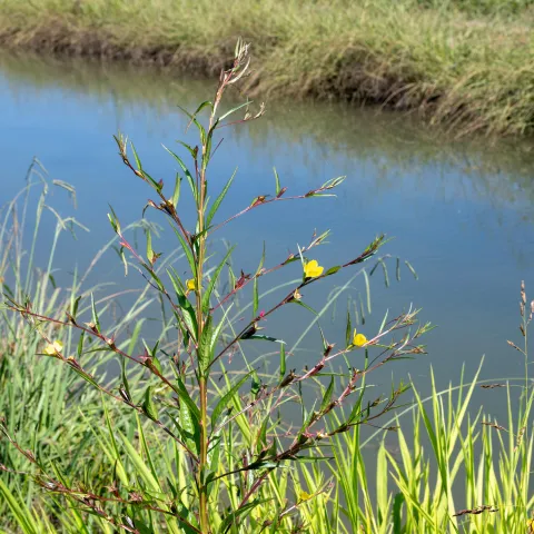 Erect plant with somewhat woody stem, wings formed by the leaf bases, and yellow flowers with four petals in an irrigation ditch by a rice field.