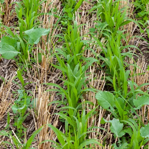 close up of mixed cover crop plants in a field