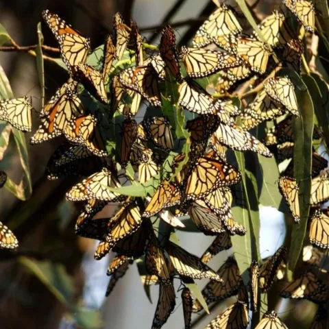 Creating Monarch Waystations