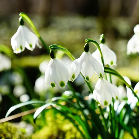 Planting bulbs in the fall for spring blooms