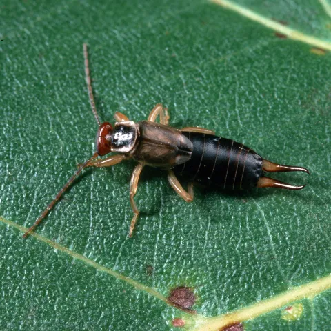 Earwig on walnut leaf.
