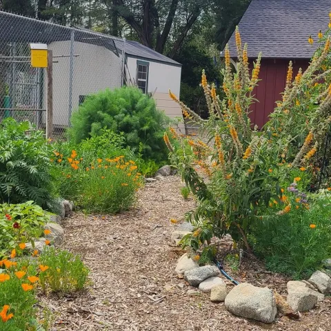 A drought tolerate landscape. 