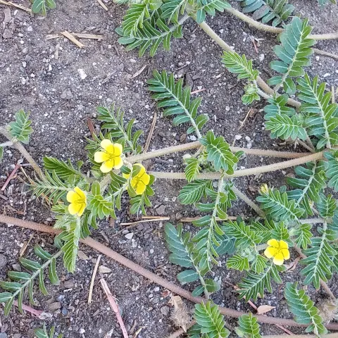 Puncturevine has yellow flowers, J. Alosi