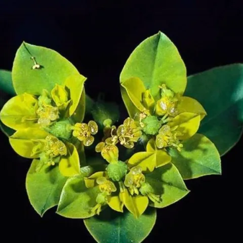 Image of the yellow flower of oblong splurge.