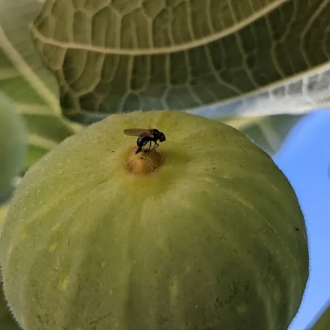 Adult female black fig fly depositing eggs into the fig ostiole