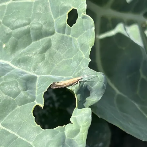 Adult diamondback moth on Broccoli leaf with chewed holes. 