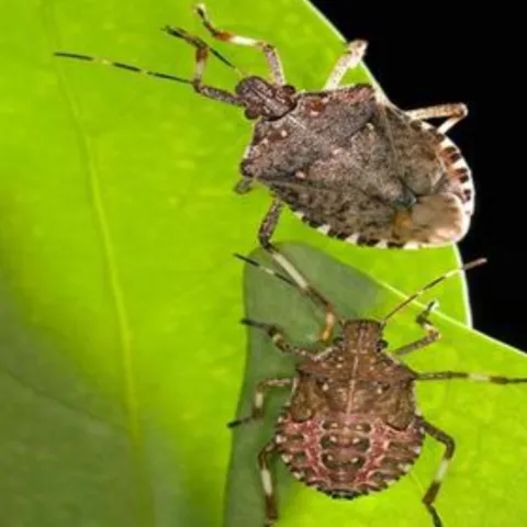 An adult and a nymph (bottom) marmorated stink bug on a leaf of tree-of-heaven