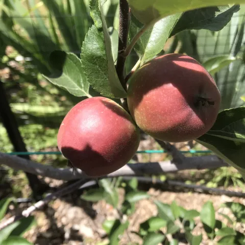 A branch with two red apples