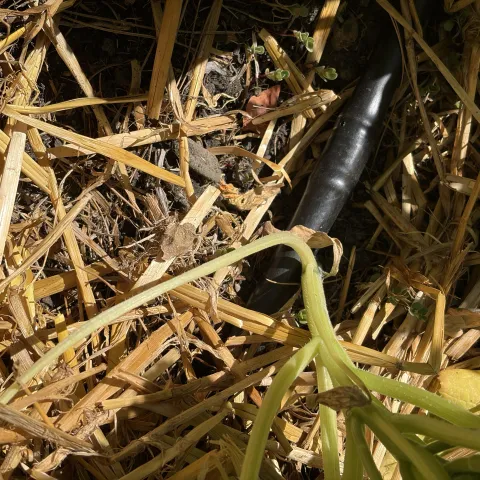 Inline drip irrigation peeking out from under a layer of straw mulch.