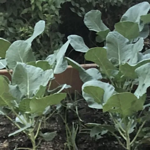 Broccoli plants, Barbara Kissinger Santos