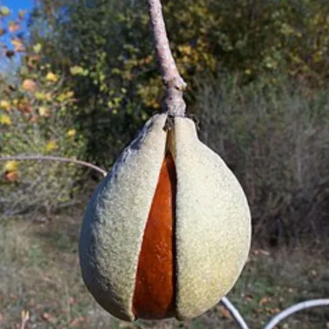 California Buckeye seed pod