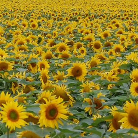 A field of sunflowers