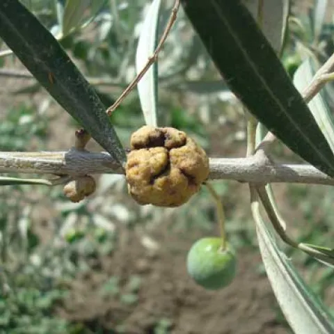 Olive knot galls form on twigs at sites of infection by Pseudomonas savastanoi. Credit: Elizabeth J. Fichtner