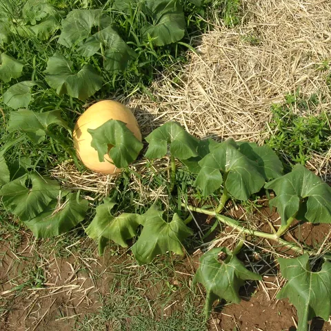 A pumpkin vine showing wilting symptoms even while being well-watered.