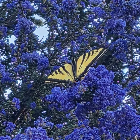  Dark purple blue Ceanothus with a yellow butterfly resting on it. 
