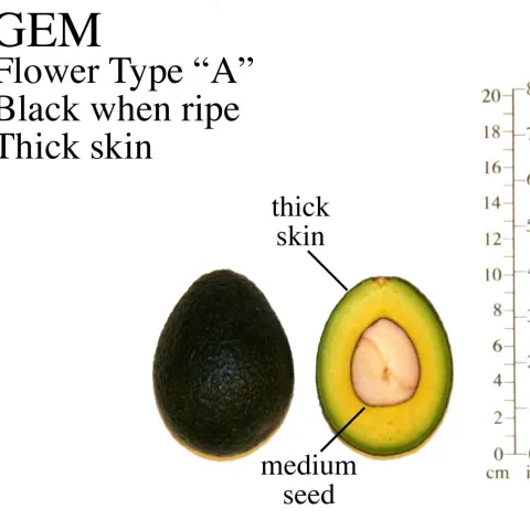 GEM