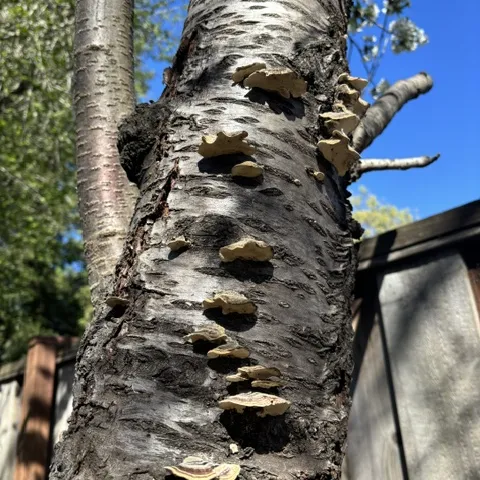 Ganorderma fungus on cherry tree