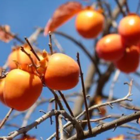 Hachiya persimmons shine like ornaments in the late fall