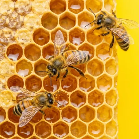 inside honeycomb with bees working