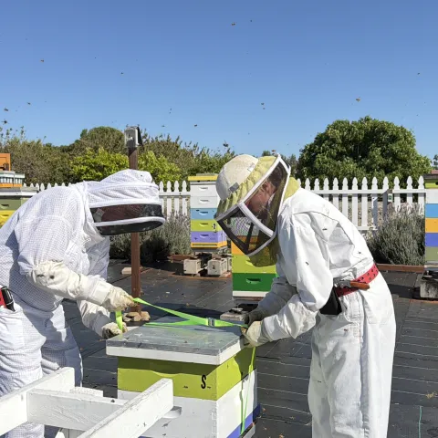 Dos pesonas vestidas con traje de protección blanca preparan una caja para poner en el apiario.