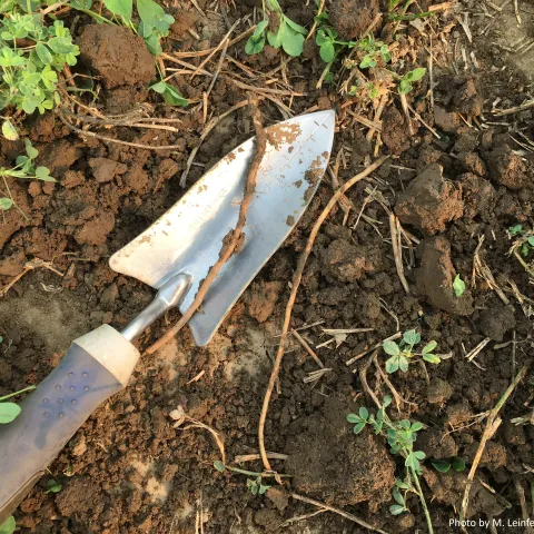 Alfalfa plants with hand trowel sitting on soil